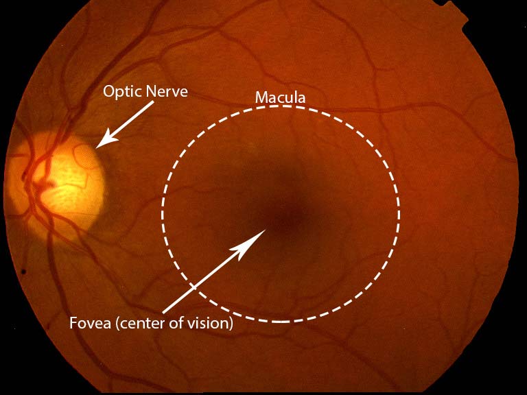 picture of retina